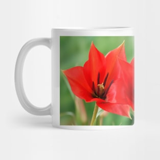 Tulipa linifolia  Flax-leaved tulip  Miscellaneous tulip Mug